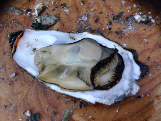 Oysters: Rich in Zinc and Known for Aphrodisiac Properties